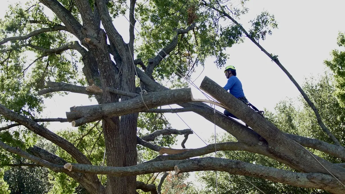 Professional Crown Thinning performed by certified arborists in Iota